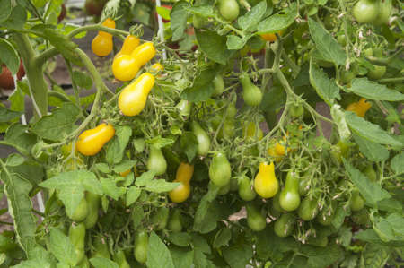 Yellow tomatoes in a greenhouse ready for harvestingの写真素材