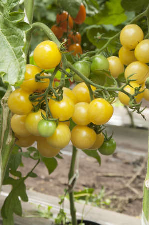 Yellow tomatoes in a greenhouse ready for harvestingの写真素材