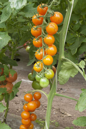 Orange tomatoes in a greenhouse ready for harvestingの写真素材