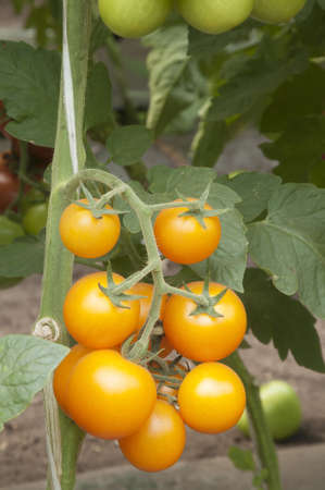Yellow tomatoes in a greenhouse ready for harvestingの写真素材