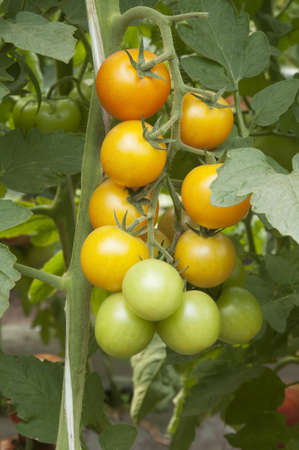 Yellow tomatoes in a greenhouse ready for harvestingの写真素材