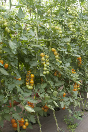 Tomato plants in a greenhouse,  habit viewの写真素材