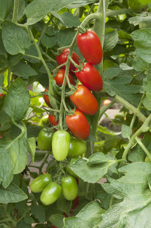 Red tomatoes in a greenhouse ready for harvestingの写真素材