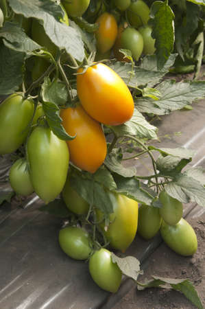 Yellow tomatoes in a greenhouse ready for harvestingの写真素材