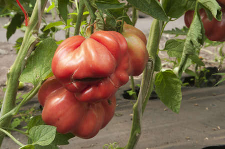 Red tomatoes in a greenhouse ready for harvestingの写真素材