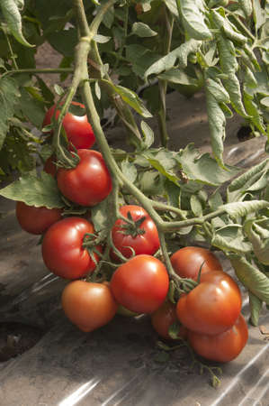Red tomatoes in a greenhouse ready for harvestingの写真素材