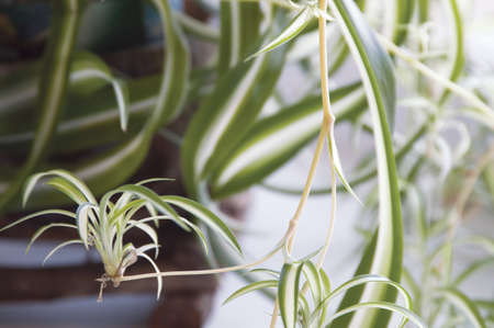 Chlorophytum (Spider Plant) on a wooden shelf on a windowの写真素材