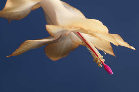 Christmas cactus flower on a blue backgroundの写真素材
