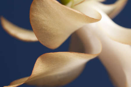 Christmas cactus flower on a blue backgroundの写真素材