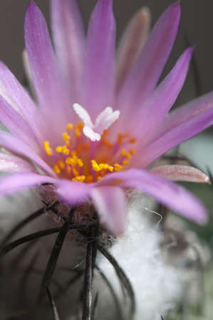 Flowering cactus Turbinicarpus roseiflorus, close-upの写真素材