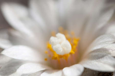 Flowering cactus from Turbinicarpus family, close-upの写真素材