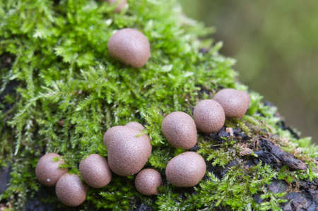 Mushrooms (slime mould Lycogala epidendrum)  in a green moss の写真素材