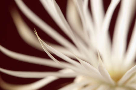 Flowering cactus Echinopsis (Setiechinopsis) mirabilis, macro shotの写真素材