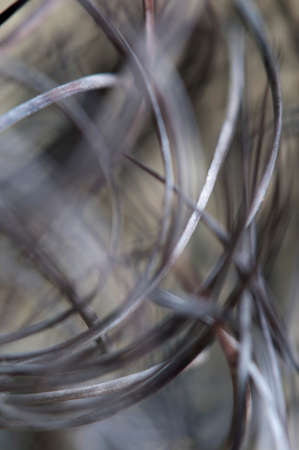 Cactus Astrophytum  prickles, macro shot, local focus