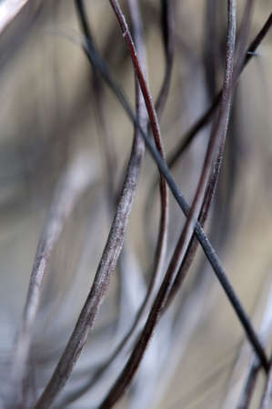 Cactus Astrophytum  prickles, macro shot, local focusの写真素材