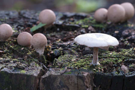 Mushrooms on a stump in a green mossの写真素材