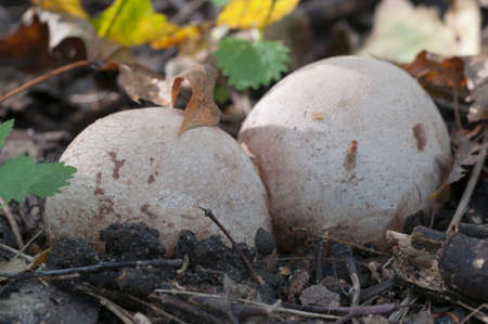 Phallus impudicus mushroom in an egg stage