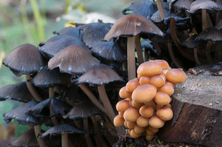 Mushrooms on a stump - Coprinus disseminatus and other species