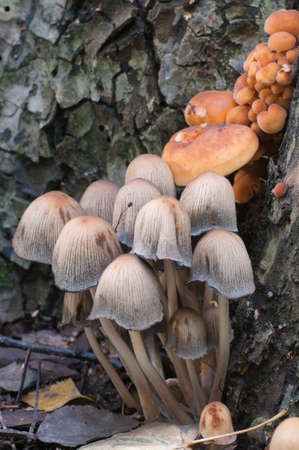Mushrooms on a stump - Coprinus disseminatus and other species