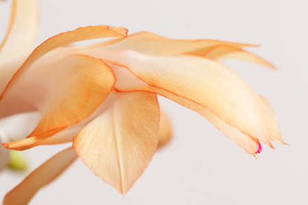 Christmas cactus (Schlumbergera truncata) flower, macro shotの写真素材