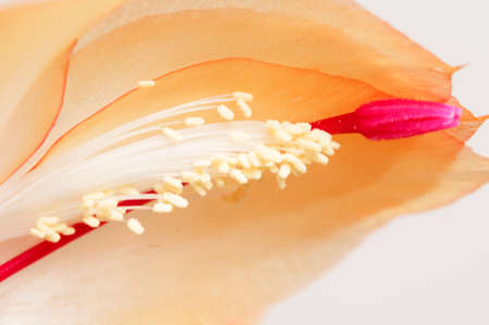 Christmas cactus (Schlumbergera truncata) flower, macro shotの写真素材