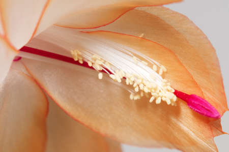 Christmas cactus (Schlumbergera truncata) flower, macro shotの写真素材