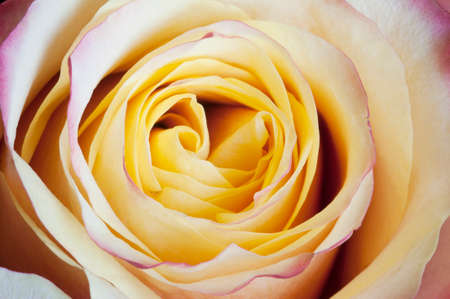Rose flower macro shot as an abstract の写真素材