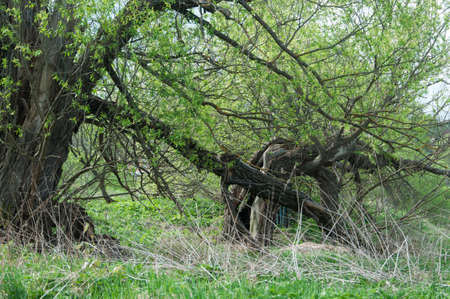 The spring landscape with Two old willowsの写真素材