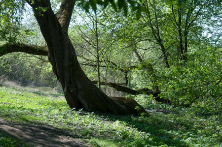 The spring landscape with willows and dry grassの写真素材