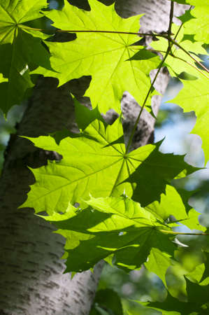Green maple leaves in a clear sunlightの写真素材