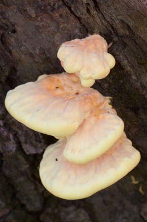 Chicken of the woods (Laetiporus sulphureus), closeup