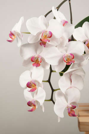 Phalaenopsis orchid flowers on a light background (butterfly orchid)の写真素材