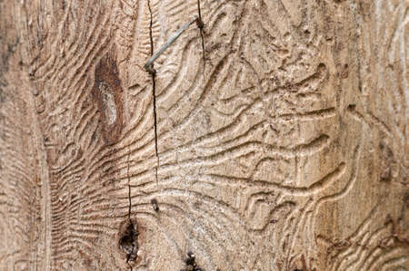 The bark beetle holes in a dry tree, closeupの写真素材
