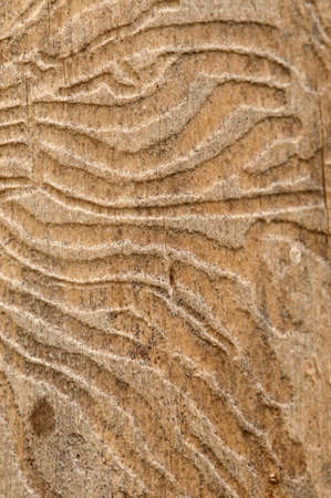 The bark beetle holes in a dry tree, closeupの写真素材