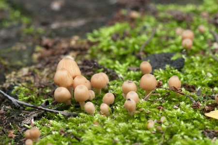 Young small mushrooms on a stump - Coprinus disseminatus, macro shot, local focus