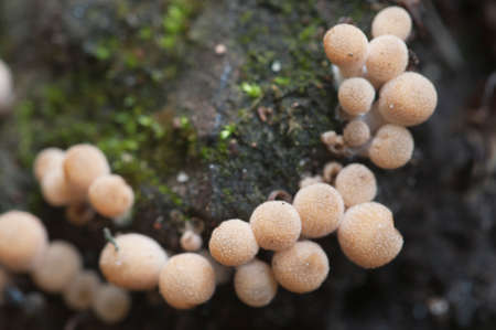 Young small mushrooms on a stump - Coprinus disseminatus, macro shot, local focusの写真素材