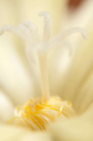Flowering cactus Parodia cardenasii, closeup, local focusの写真素材