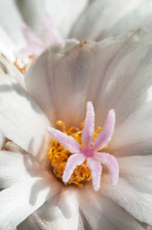 Flowering cactus Turbinicarpus polaskii, close-up shot, local focusの写真素材