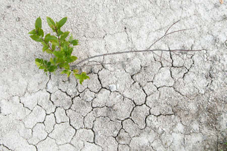 Small willow on a limestone soil with cracks