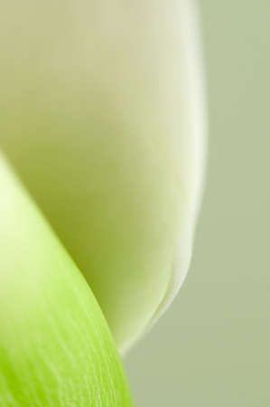 Calla lily flower macro shot, local focusの写真素材