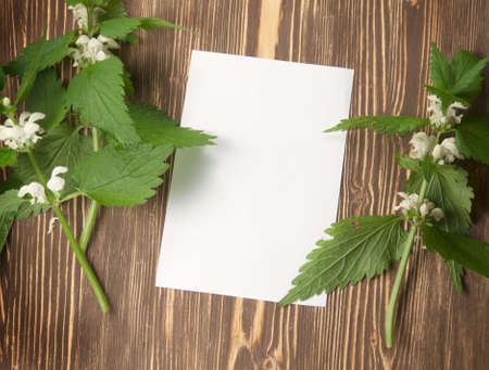 Close up of day-nettle and blank paper - a place for your textの写真素材