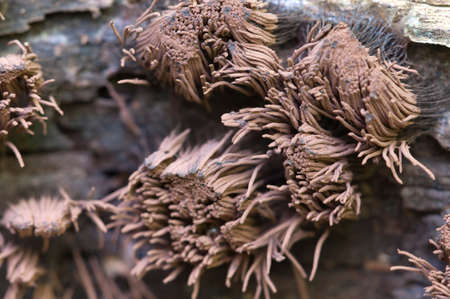Mushrooms (Myxomycetes Stemonitis fusca) on an old fallen tree, macro shotの写真素材