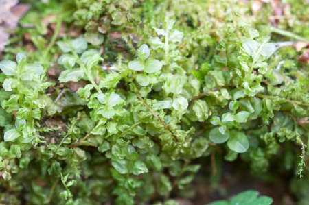 Moss as a background, macro shot, local focusの写真素材