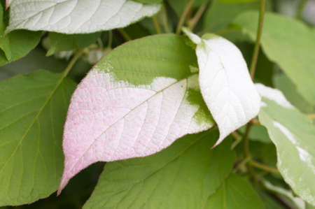 Actinidia kolomikta leaves, characteristic colouring, closeupの写真素材