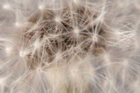 Dandelion clock parachutes macro shot, local focus