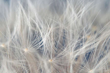 Dandelion clock parachutes macro shot, local focusの写真素材