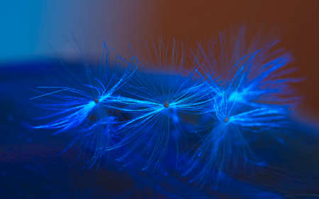 Dandelion clock parachutes macro shot, local focusの写真素材