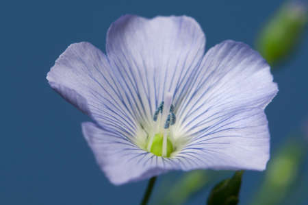 Flax (Linum usitatissimum) flowers over a blue background, close up shot, local focusの写真素材