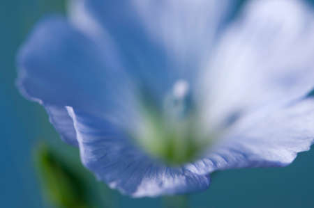 Flax (Linum usitatissimum) flowers over a blue background, close up shot, local focusのeditorial素材