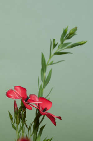 Flax (Linum grandiflorum) flowers over green , close up shot, local focusの写真素材